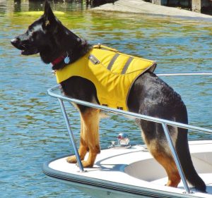 Dog wearing a lifejacket on boat