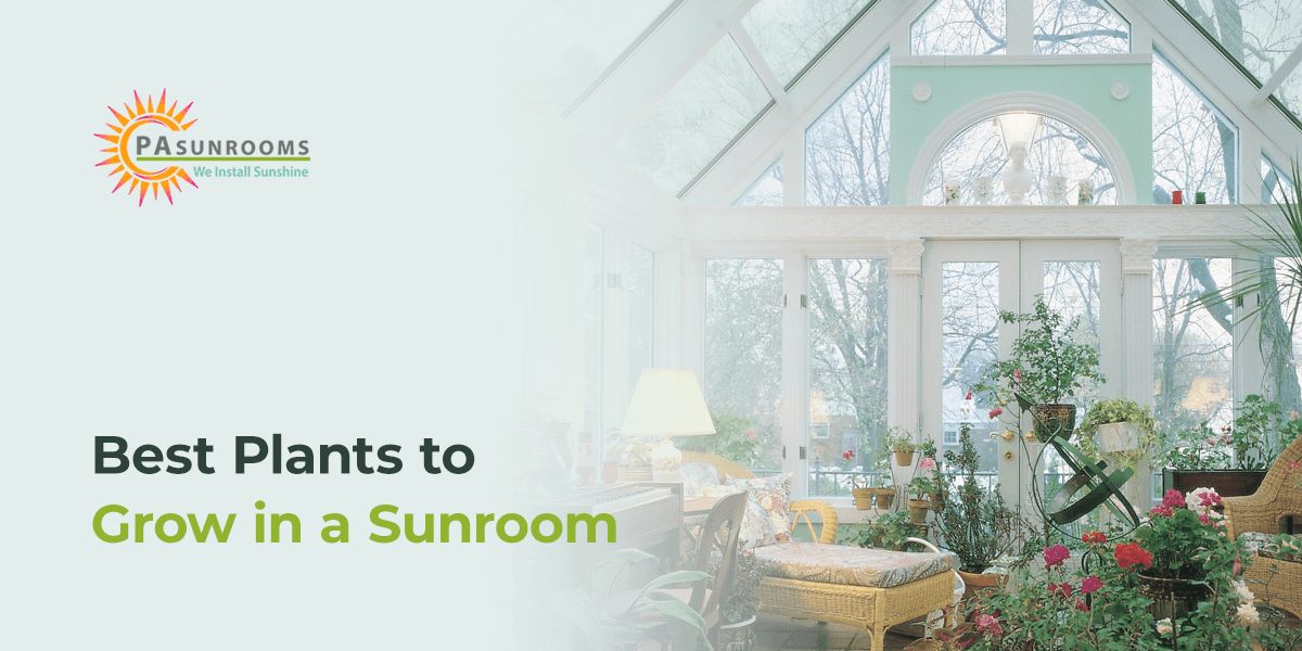 Best plants to grow in a sunroom