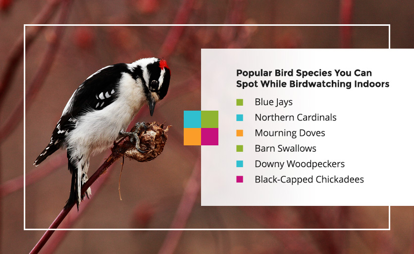 A list  of popular bird species in Central PA